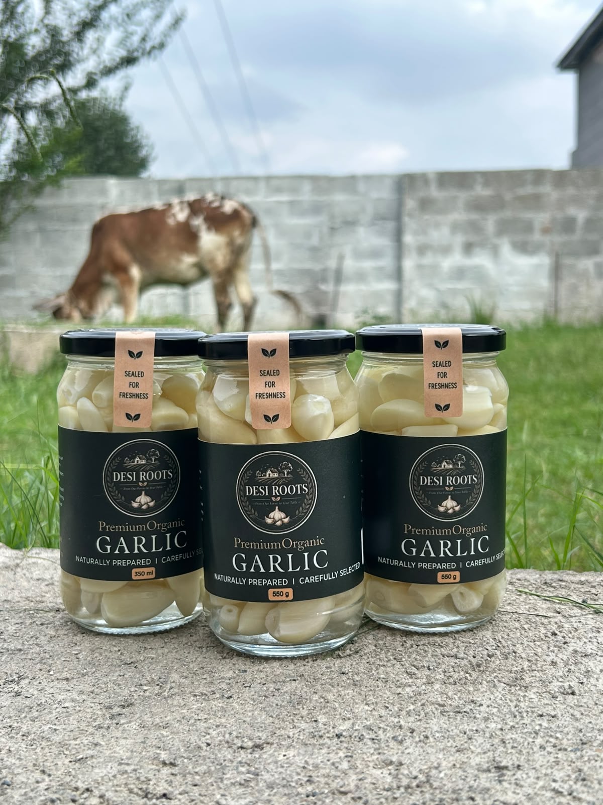 Pack of 3